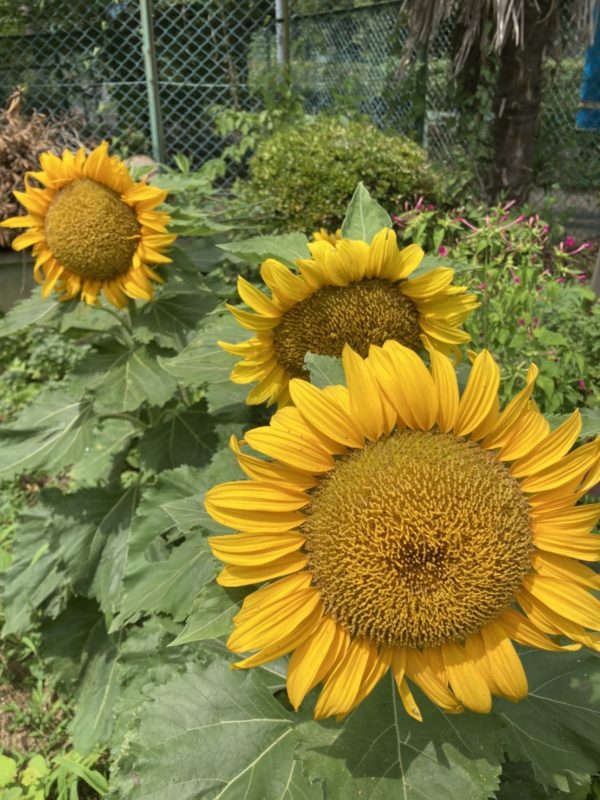 テラダ建装株式会社は今夏も元気に営業中です！